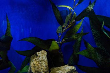 Akvaryumdaki yapraklı ve taşlı yeşil bitki mavi ışıklandırmalı su altında