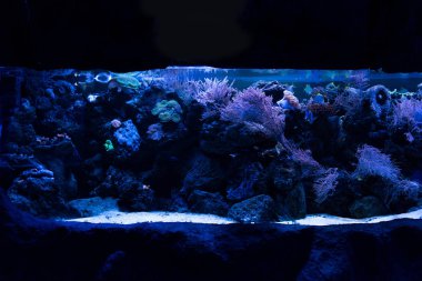 Mavi ışıklandırmalı akvaryumdaki mercanlar arasında suyun altında yüzen balıklar