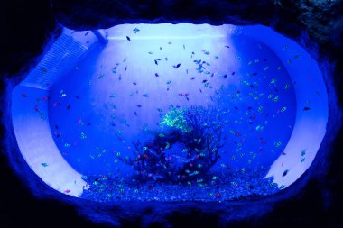 Mavi ışıklandırmalı akvaryumda suyun altında yüzen küçük balıklar.