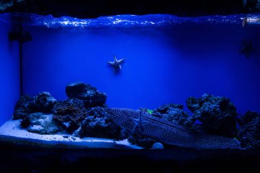 Akvaryumda mavi ışık ve deniz balıklarıyla su altında yüzen balıklar