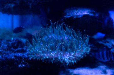Akvaryumda suyun altında mavi ışıklandırmalı mercan