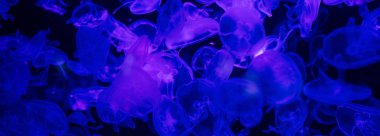 jellyfishes swimming under water in aquarium with blue lighting clipart