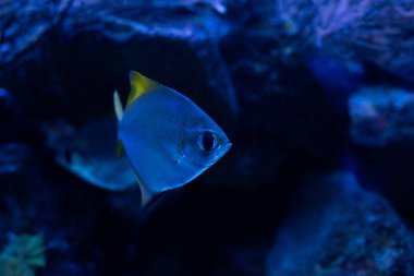 Mavi ışıklandırmalı, karanlık akvaryumda yüzen balıklar.