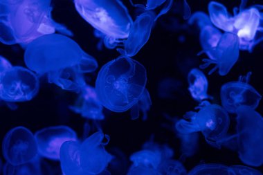 Mavi ışıklandırmalı akvaryumda yüzen denizanaları.