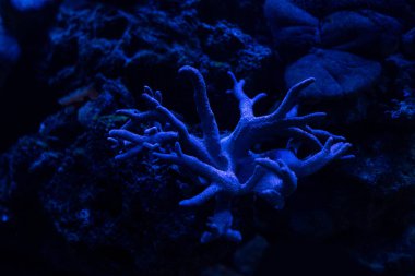 Akvaryumda suyun altında mavi ışıklı mercanlar.