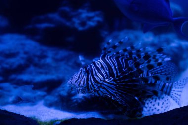 Akvaryumda mavi ışıkla yüzen egzotik çizgili balıklar.