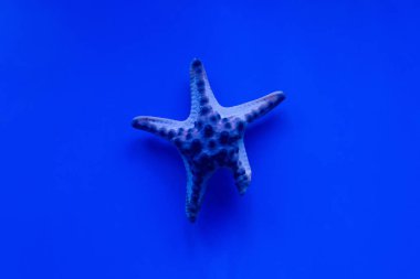 starfish swimming under water in aquarium with blue lighting clipart