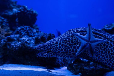Akvaryumda mavi ışıkta yüzen egzotik balık ve denizyıldızı.