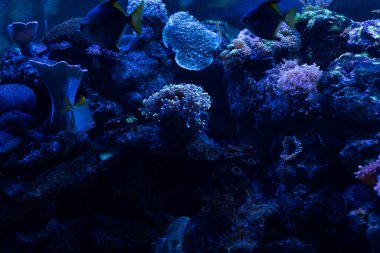 Akvaryumda mavi ışık ve mercanlarla yüzen balıklar.