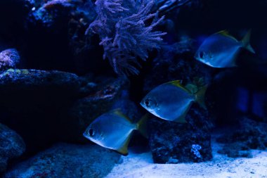 Akvaryumda mavi ışık ve mercanlarla yüzen balıklar.