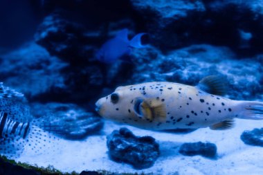 Akvaryumda suyun altında mavi ışıkla yüzen egzotik balıklar.