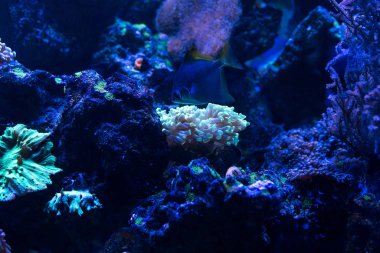 Akvaryumdaki suyun altında mavi ışıklı egzotik neon mercanlar.