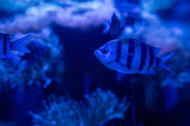 Mavi ışıkla akvaryumda yüzen çizgili balıklar.