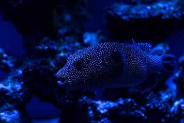 Akvaryumda suyun altında mavi ışıkla yüzen egzotik balıklar.