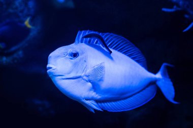 Akvaryumda suyun altında yüzen egzotik balıklar mavi neon ışıklarıyla
