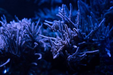 Karanlık akvaryumda mavi ışıklandırmalı mercanlar
