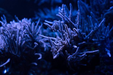 corals under water in dark aquarium with blue lighting clipart