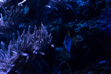Karanlık akvaryumda mercanlarla birlikte yüzen balıklar.