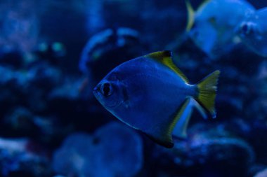 Karanlık akvaryumda mavi ışıkta yüzen egzotik balıklar.