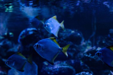 Mavi ışıklandırmalı karanlık akvaryumda yüzen balıklar.