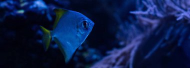 exotic fish swimming under water in dark aquarium with blue lighting, panoramic shot clipart