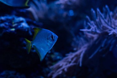 exotic fish swimming under water in dark aquarium with blue lighting clipart
