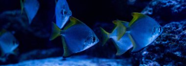Akvaryumda suyun altında yüzen balıklar mavi ışık, panoramik çekim