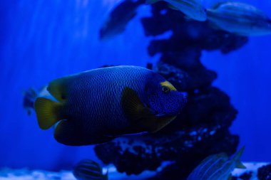 Akvaryumda suyun altında yüzen egzotik balıklar mavi neon ışıklarıyla