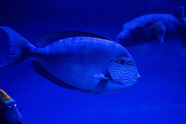 Akvaryumda mavi neon ışıklı balıklar yüzüyor.