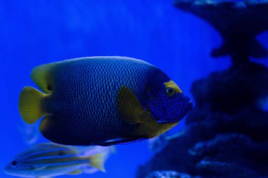 Akvaryumda mavi ışıkta yüzen balıkların seçici odağı