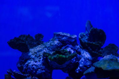 Akvaryumda suyun altında mavi neon ışıklı egzotik mercanlar.