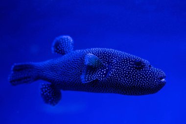 Akvaryumda suyun altında mavi ışıklı egzotik noktalı balıklar yüzüyor.