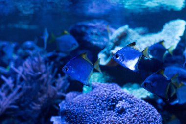 fishes swimming under water in aquarium with blue lighting clipart