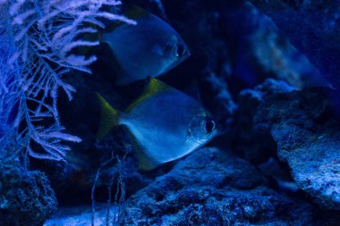 Akvaryumda mavi ışıkta yüzen balıklar.