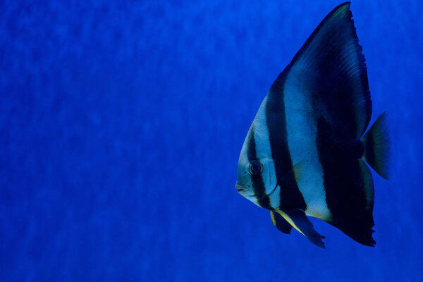 striped fish swimming under water in aquarium with blue lighting