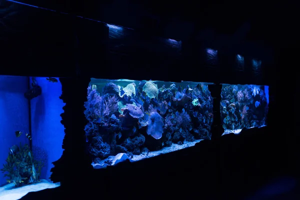 青い照明の水槽の中で泳ぐ魚は — ストック写真