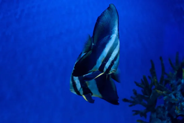 带条纹的鱼在有蓝色灯光的水族馆里在水下游动 — 图库照片
