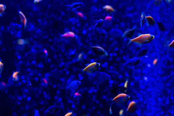 fishes swimming under water in aquarium with blue lighting