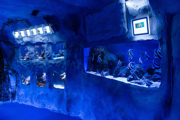 fishes swimming under water in aquariums with blue lighting in oceanarium