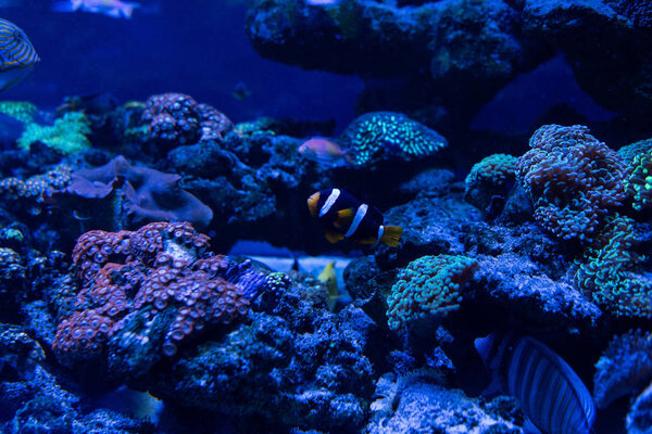 fish swimming under water in aquarium with corals