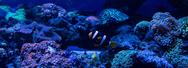 fish swimming under water in aquarium with corals, panoramic shot