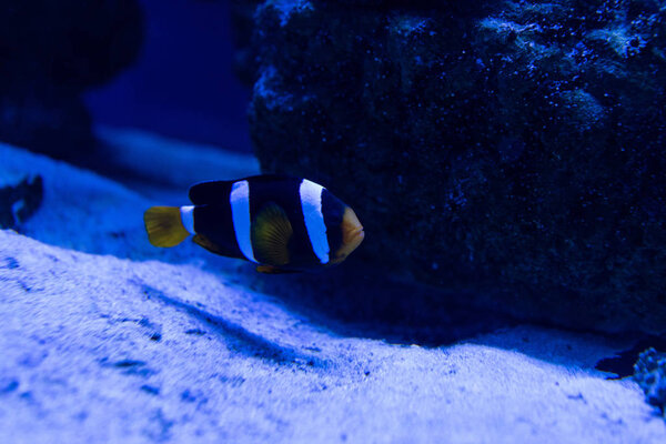 striped fish swimming under water in aquarium with blue lighting