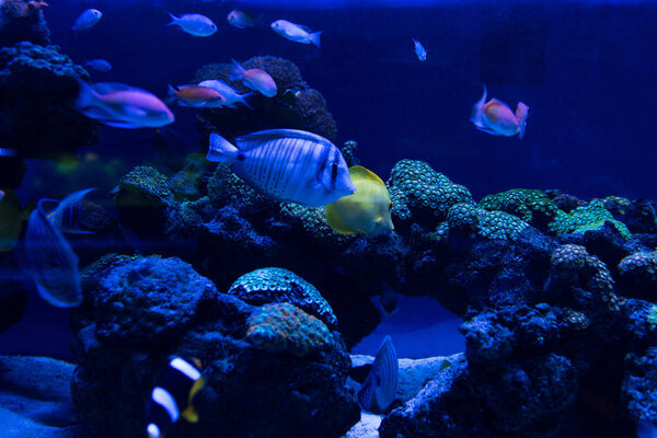 fishes swimming under water in aquarium with blue lighting