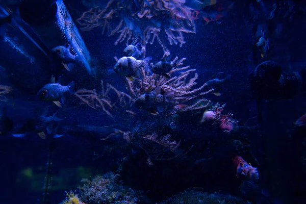 Peixes Nadando Debaixo Água Aquário Com Iluminação Azul — Fotografia de Stock