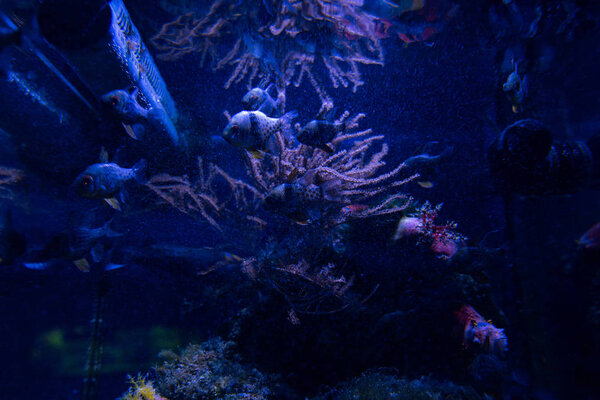 рыбы плавают под водой в аквариуме с голубым освещением
