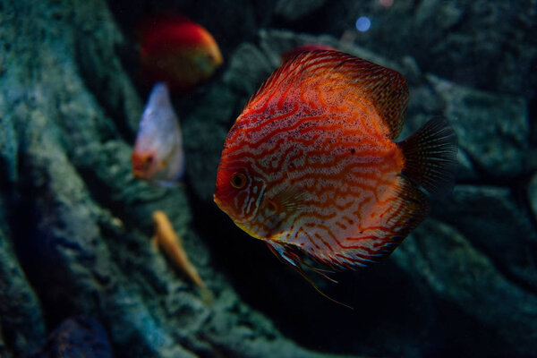 selective focus of goldfish swimming under water in aquarium