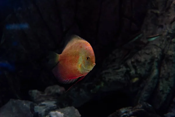 Goldfische Schwimmen Unter Wasser Aquarium — Stockfoto