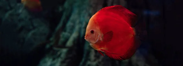 Poissons Rouges Nageant Sous Eau Dans Aquarium Vue Panoramique — Photo