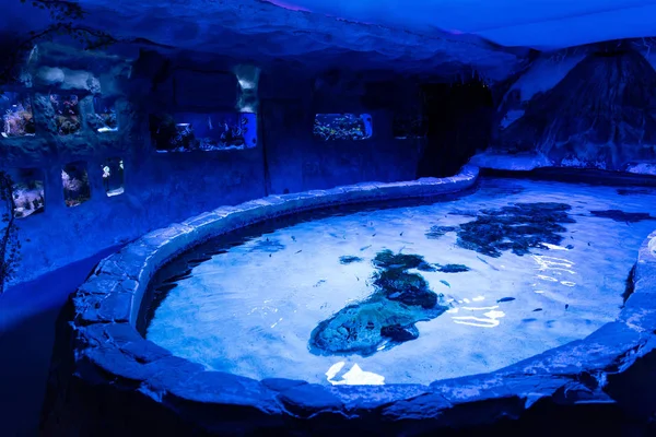 Vissen Zwemmen Onder Water Aquaria Zwembad Met Blauwe Verlichting Oceanarium — Stockfoto