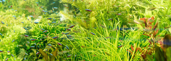 small fishes swimming under water among green seaweed in aquarium, panoramic shot
